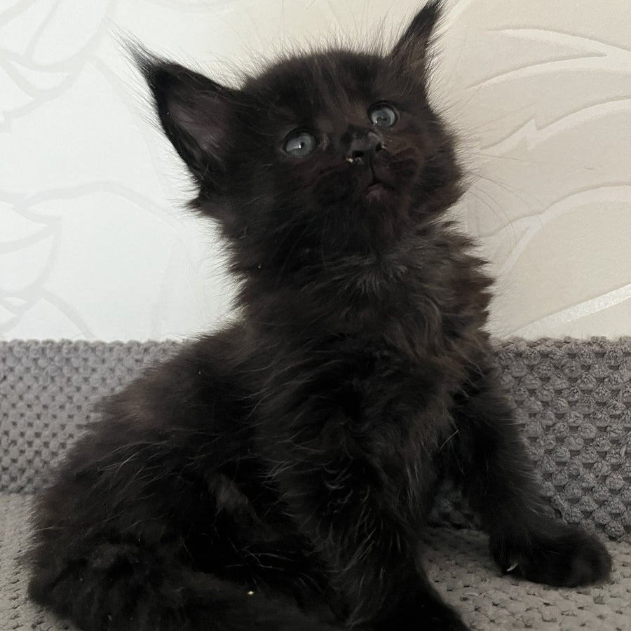 Jasmine Maine Coon female, black