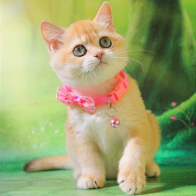 Kelly British Shorthair female, chocolate golden chinchilla