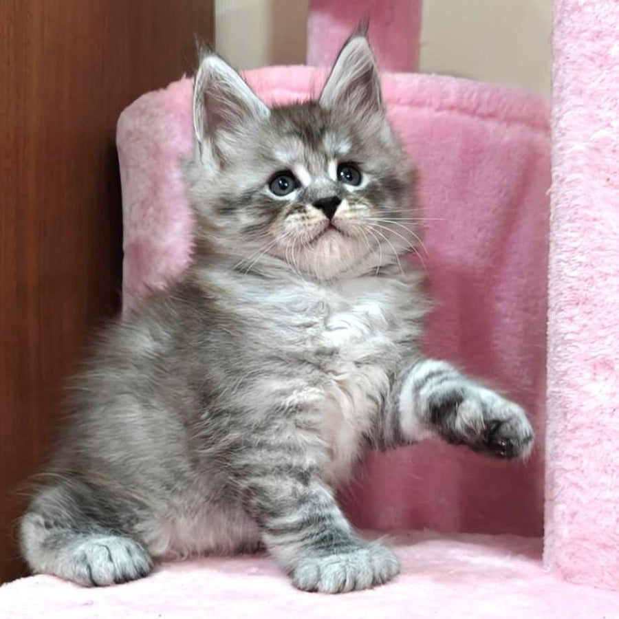 Alexander Maine Coon polydactyl 6x6x6x6 male, black silver ticked tabby