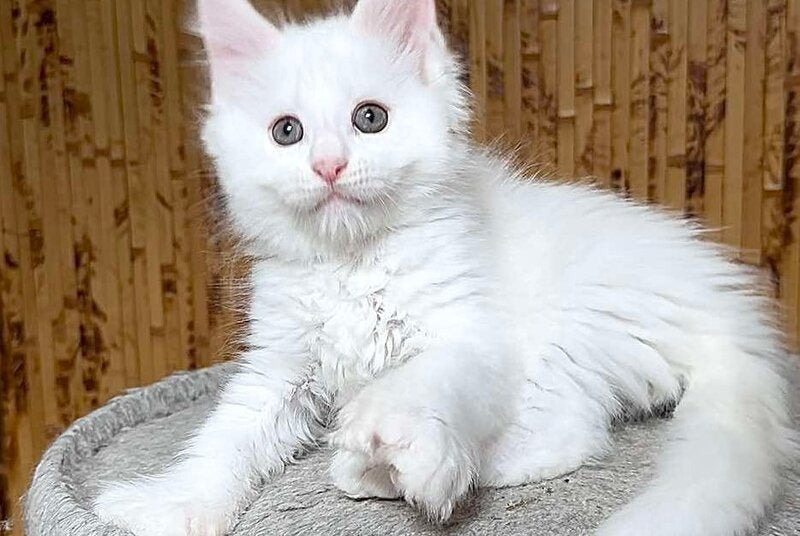 Umka Maine Coon polydactyl male, white