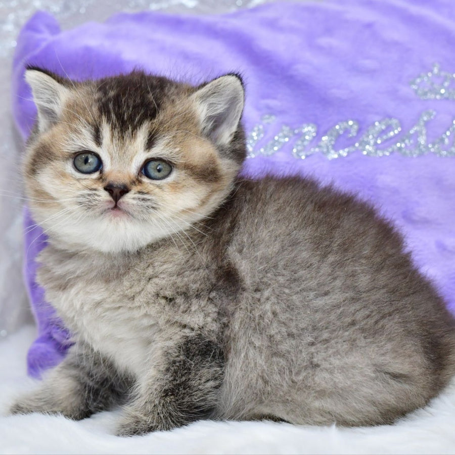 Knopka British Shorthair female, black ticked tabby