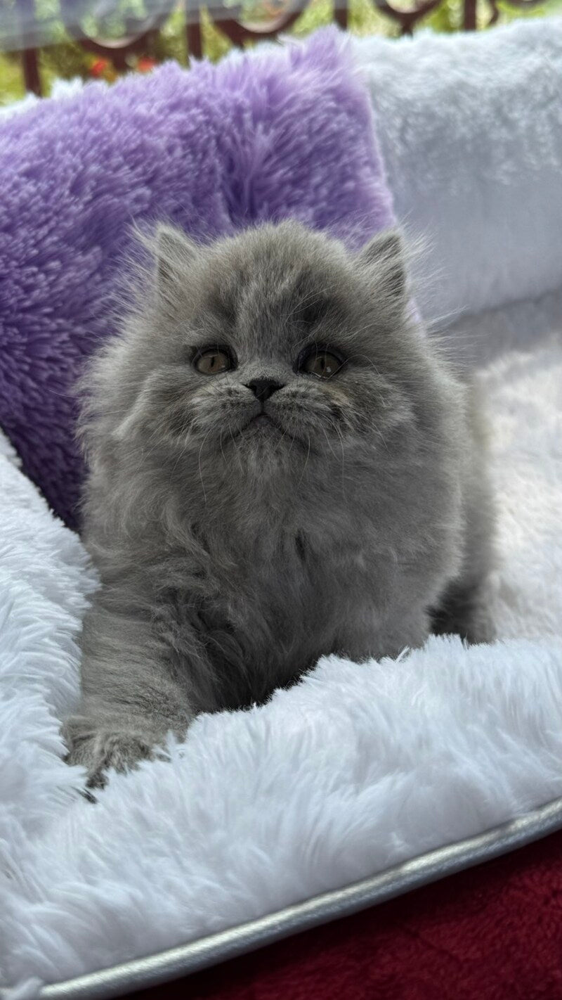 Yasia Scottish Straight female, blue