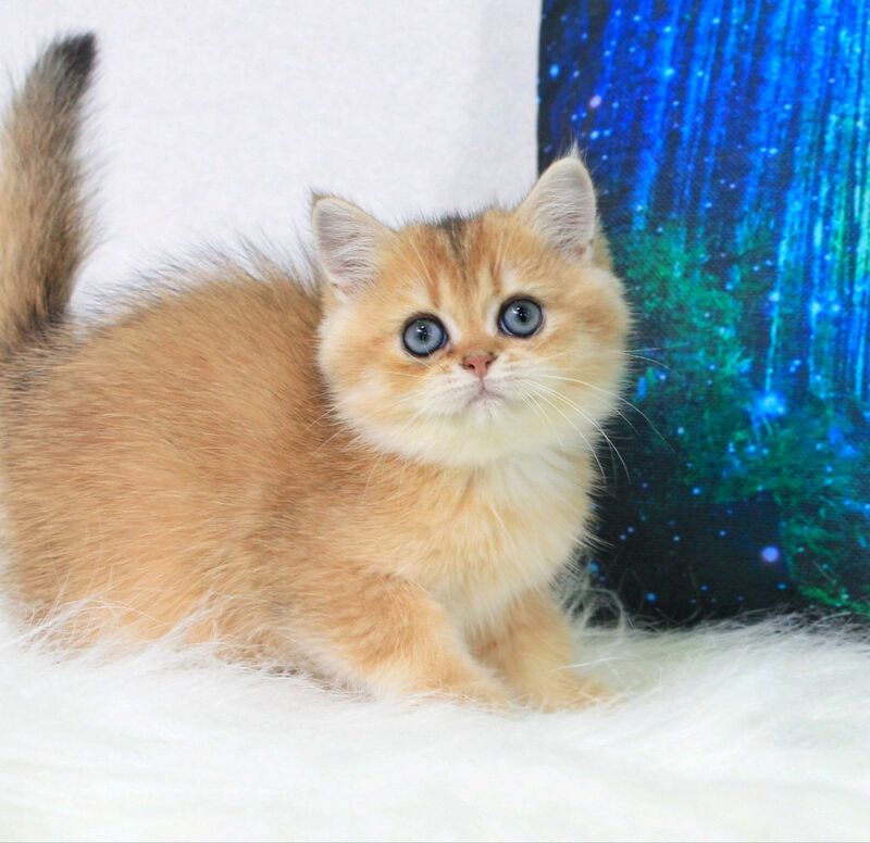 Richie British Shorthair male, black golden shaded