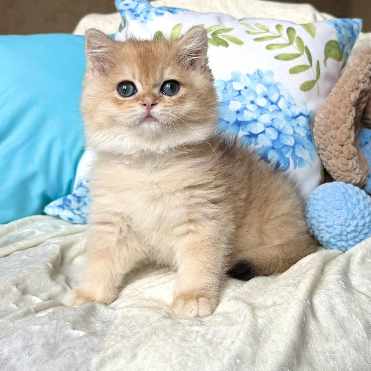 Sabrina British Shorthair female, black golden chinchilla