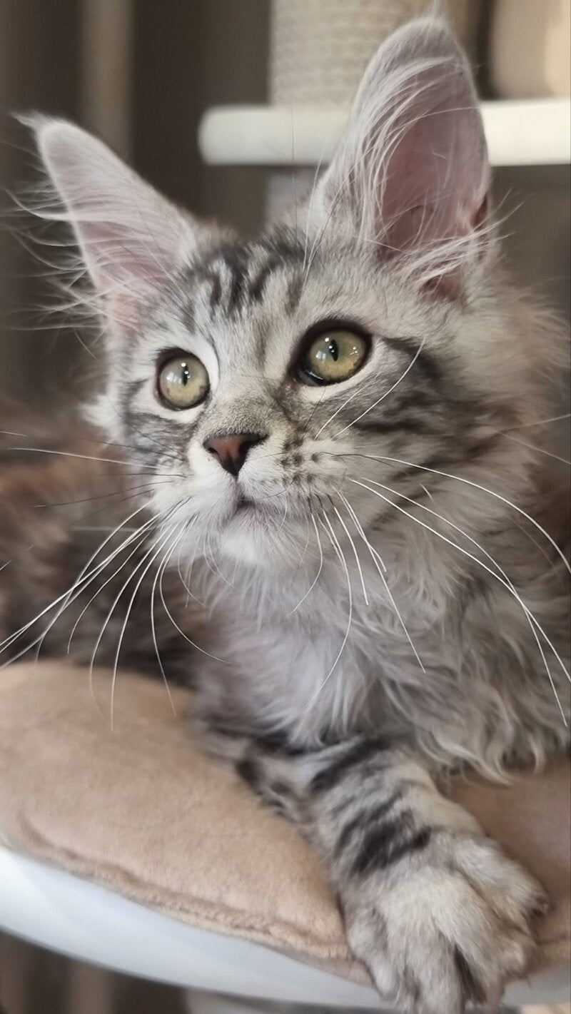 Clinta Maine Coon female black silver tabby - live animals