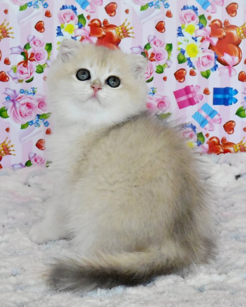 Uma Scottish Fold female, blue golden chinchilla