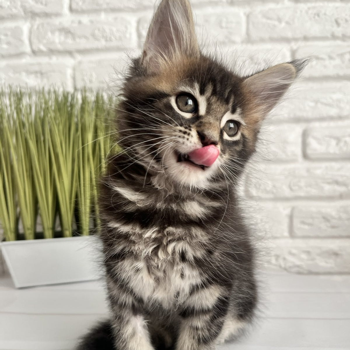 Jade Maine Coon female, black tabby