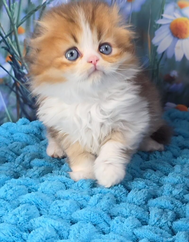 Izium Scottish Fold male chocolate golden shaded bicolour - live animals