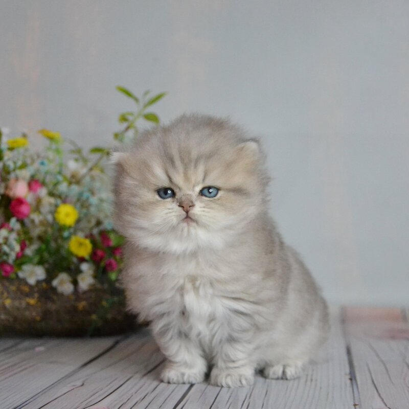 Onyx British Longhair male blue golden ticked tabby - live animals