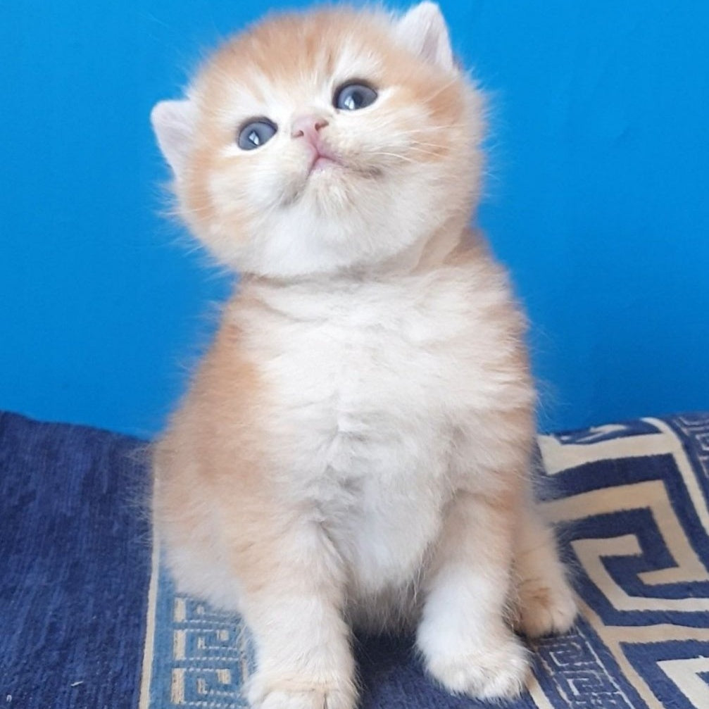Teya British Shorthair female, chocolate golden chinchilla