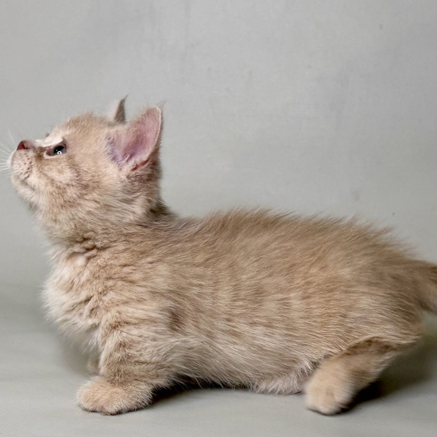 Odie Munchkin male, lilac