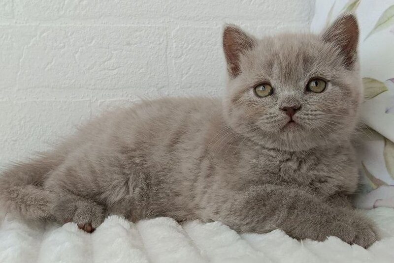 Vanessa Scottish Straight female lilac - live animals