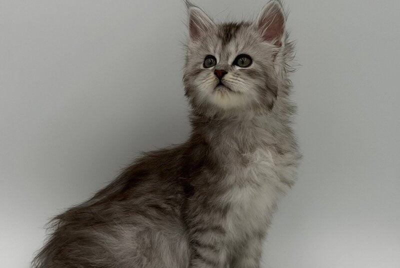 Marta Maine Coon polydactyl female, black silver spotted tabby