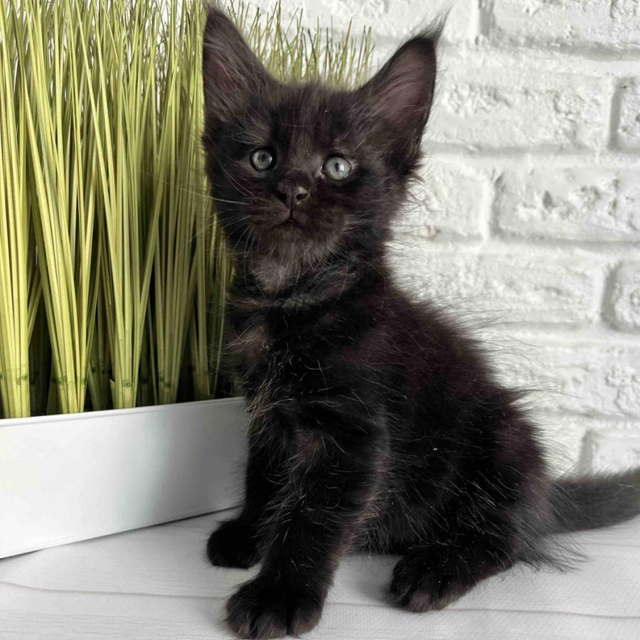 Jasper Maine Coon male, black