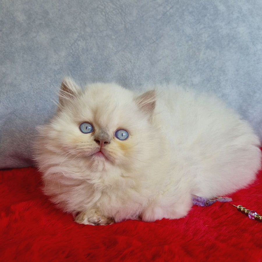 Djoker British Longhair male, blue golden shaded pointed