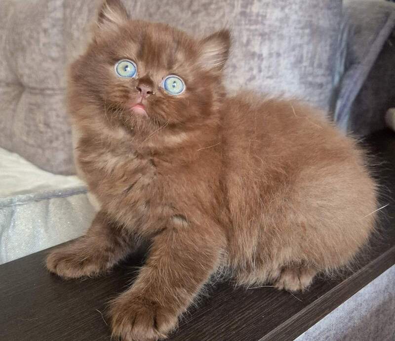 Tomas British Longhair male, chocolate