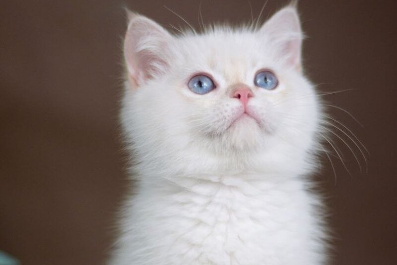Xander British Shorthair male lilac golden chinchilla pointed - live animals