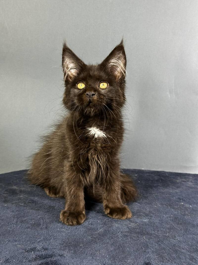 Gucci Maine Coon female black with white - live animals