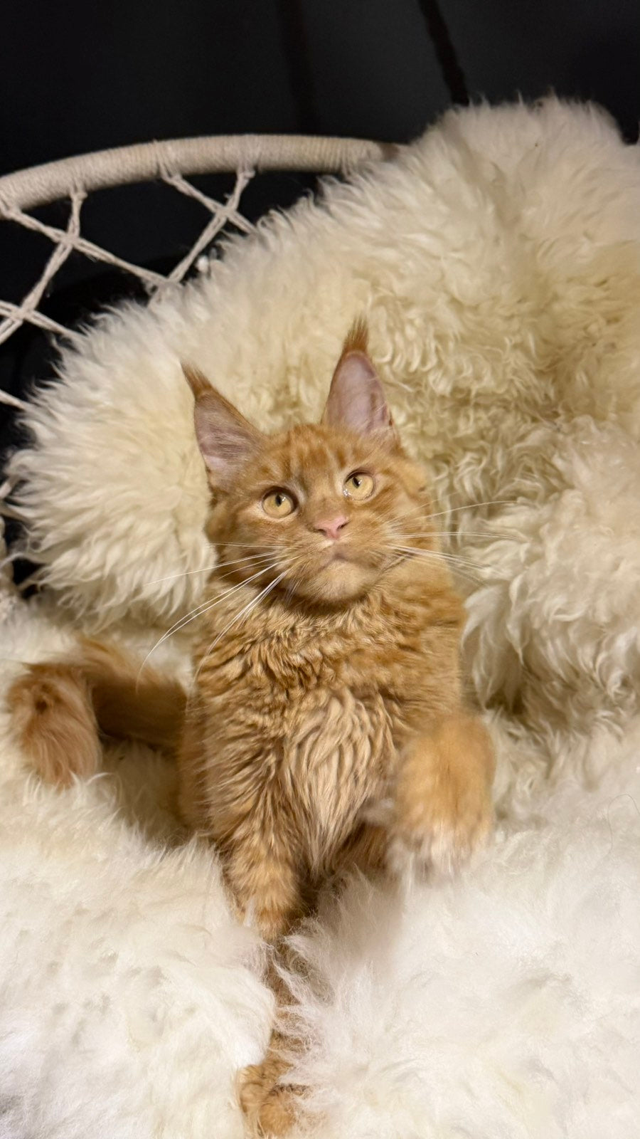 Foxy Maine Coon female, red