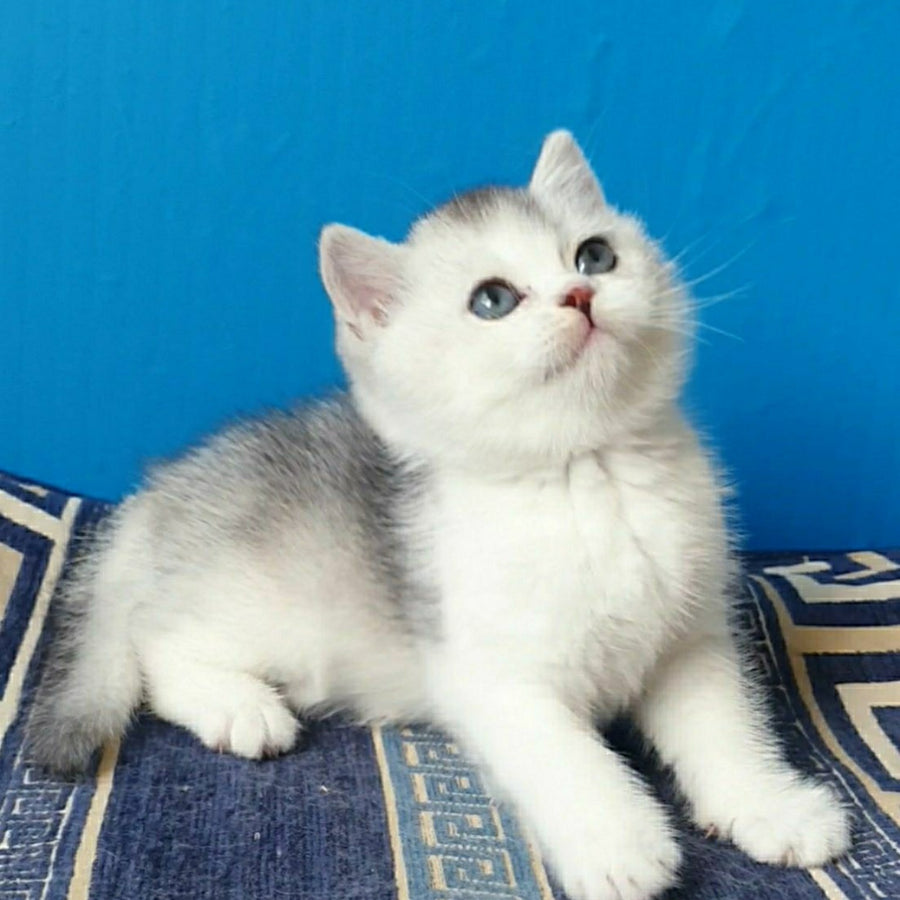 Pompon British Shorthair male, black silver ticked tabby bicolour