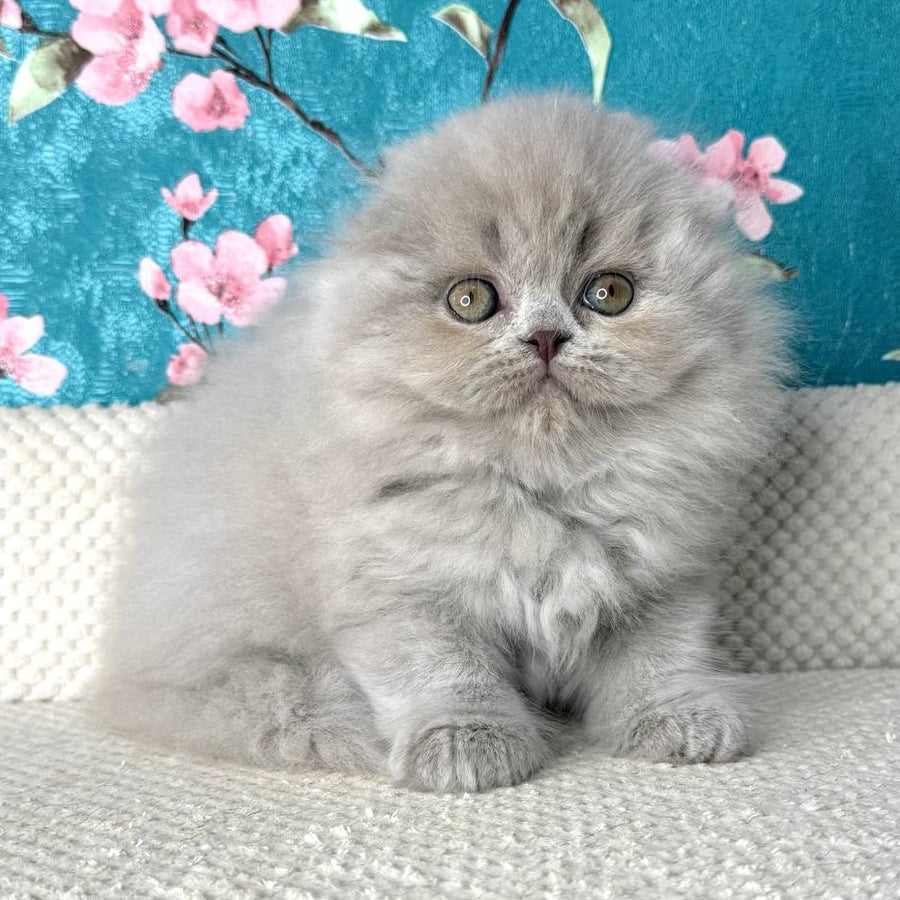 Kitty Scottish Fold female, lilac