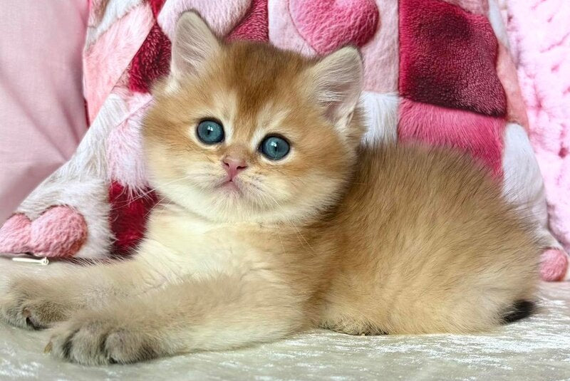 Alan British Shorthair male, black golden shaded