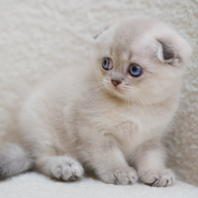 Bond Scottish Fold male, blue ticked tabby pointed