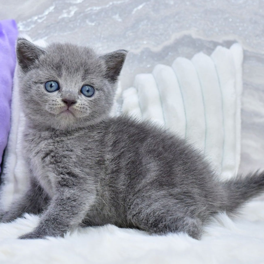 Leo Scottish Straight male, blue