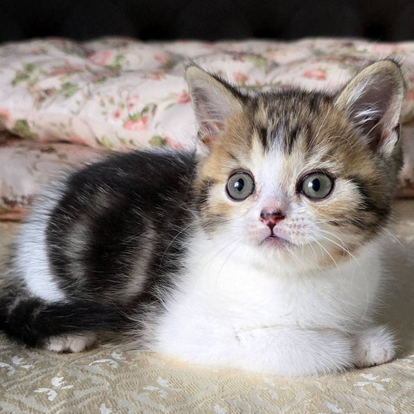 Dominic Scottish Straight male, black tabby bicolour