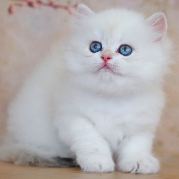 Yara British Longhair female, black golden shaded pointed