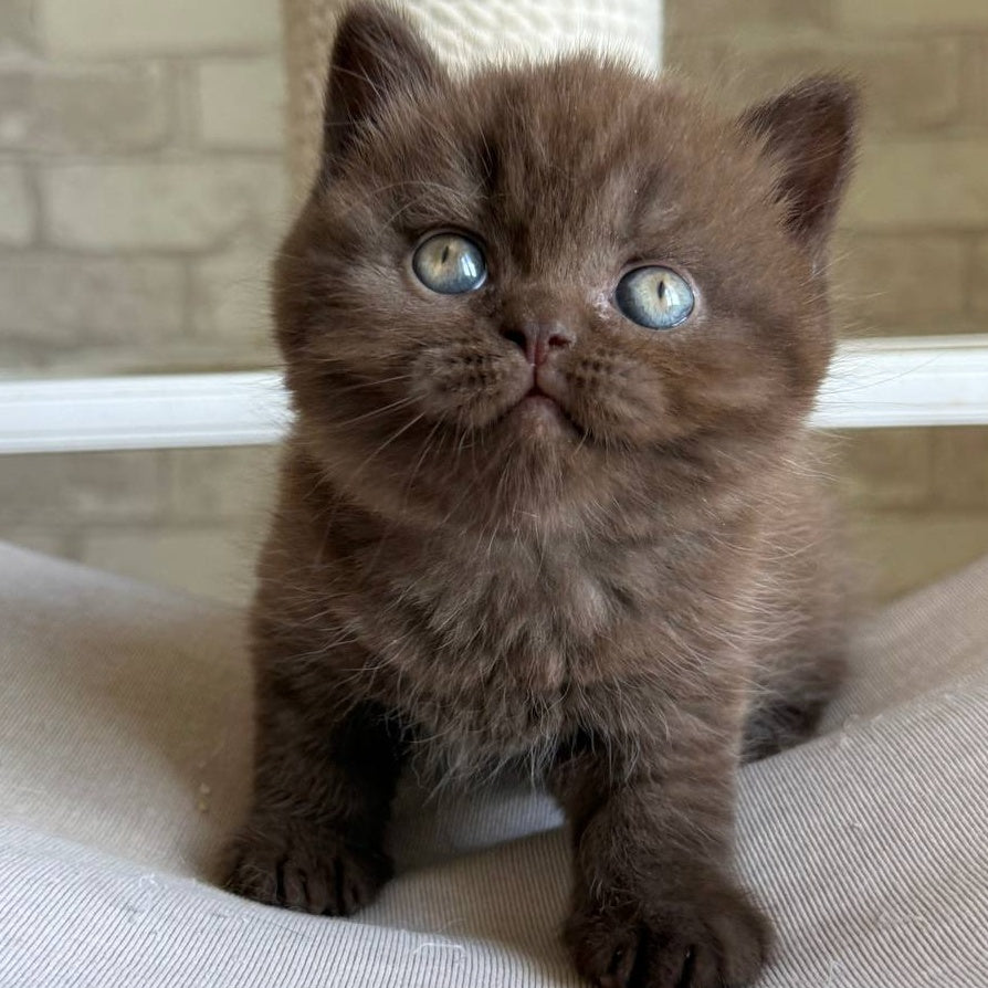 Bruno British Shorthair male, chocolate