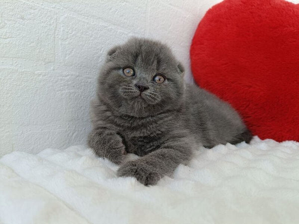 Winnie Scottish Fold female blue - live animals