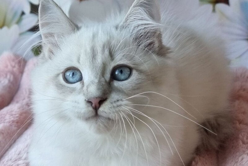 Rainy Siberian female, blue tabby pointed with white