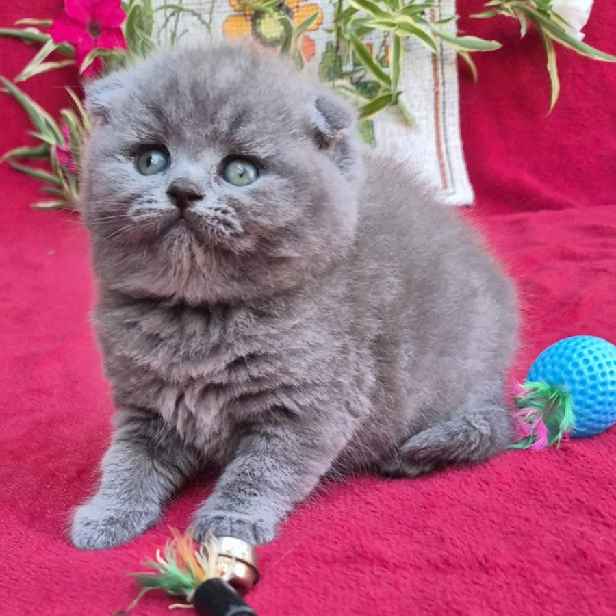 Lola Scottish Fold female, blue