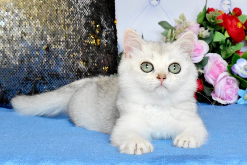 Sam British Shorthair male, black silver shaded