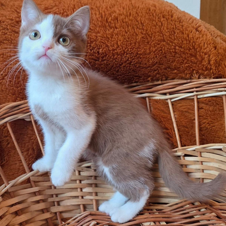 Beiley British Shorthair male, cinnamon bicolour