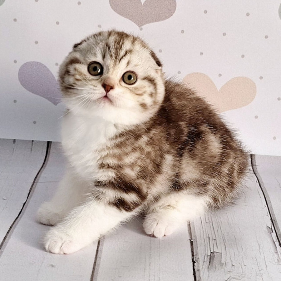 Barcelona Scottish Fold female, chocolate silver tabby bicolour