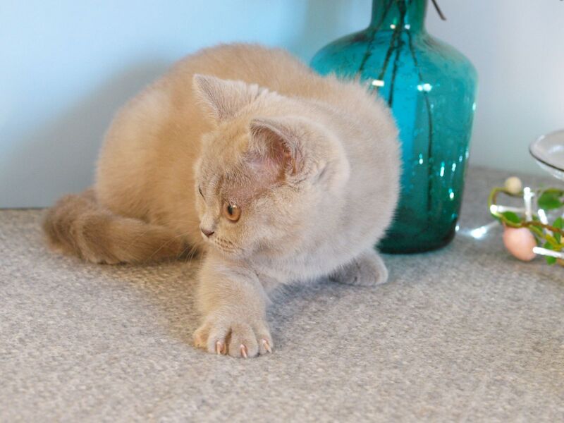 Nola British Shorthair female lilac - live animals