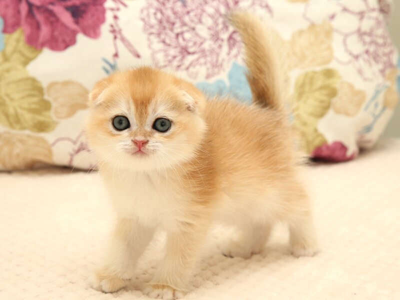 Yantar Scottish Fold male black golden chinchilla - live animals