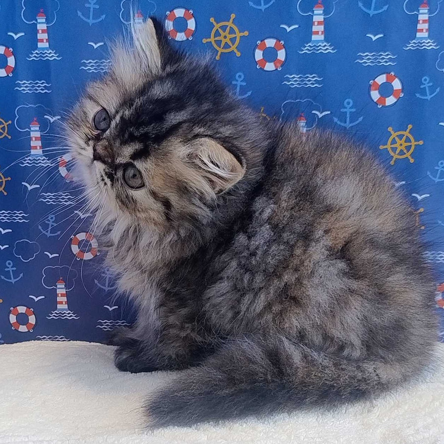 Bless Persian female, black tortie