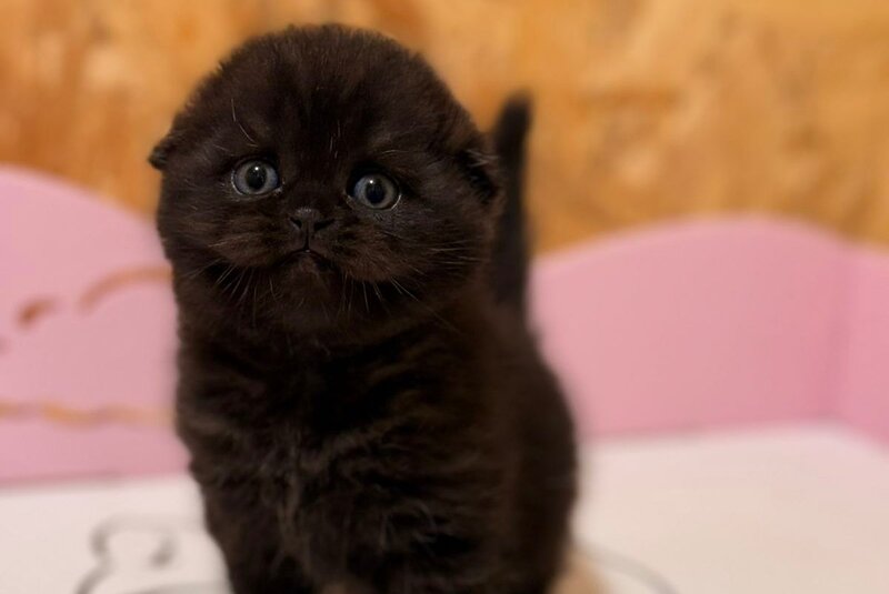 Florence Scottish Fold female, black