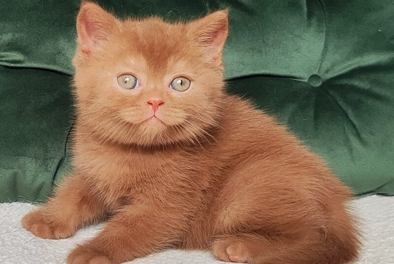 Unus British Shorthair male, cinnamon