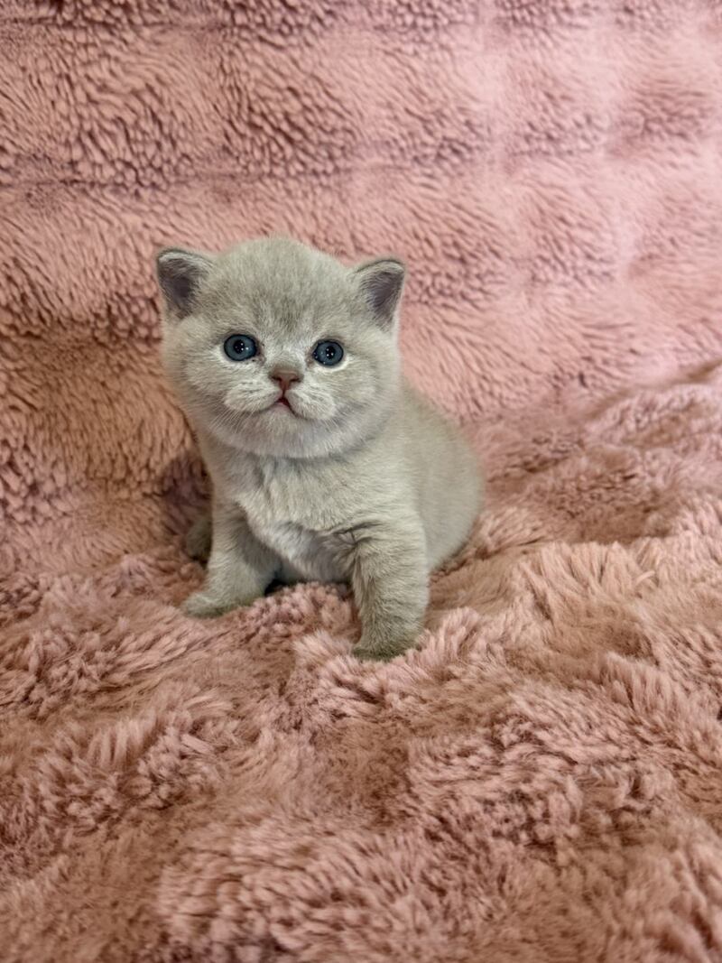 Boston British Shorthair male lilac - live animals