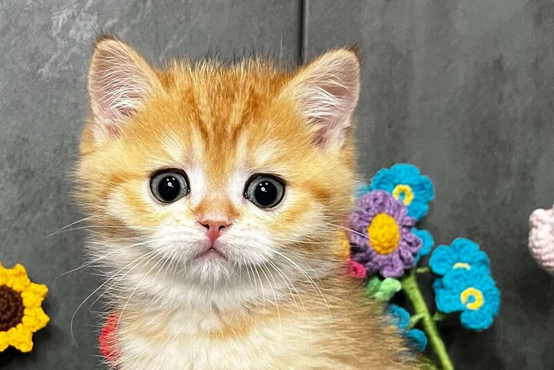 Jerry Scottish Straight male black golden spotted tabby live animals