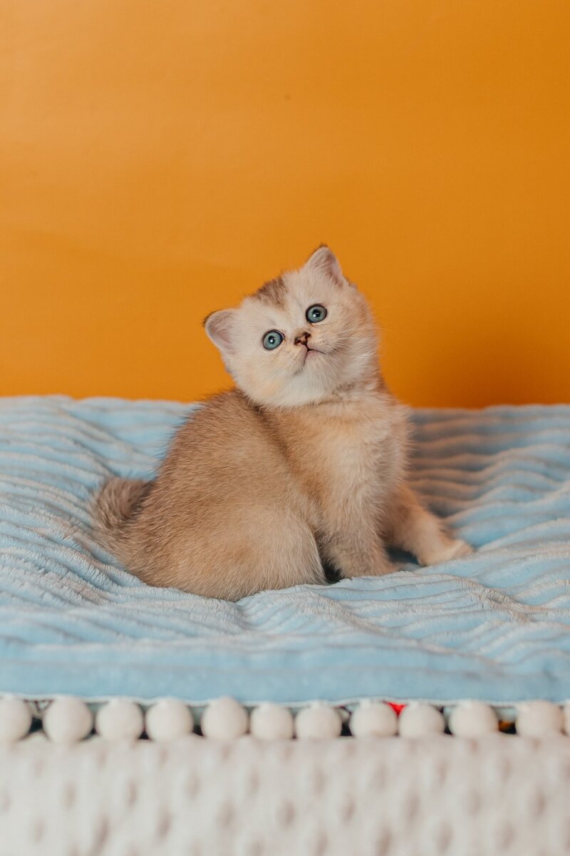 Vikki Scottish Straight female, black silver ticked tabby