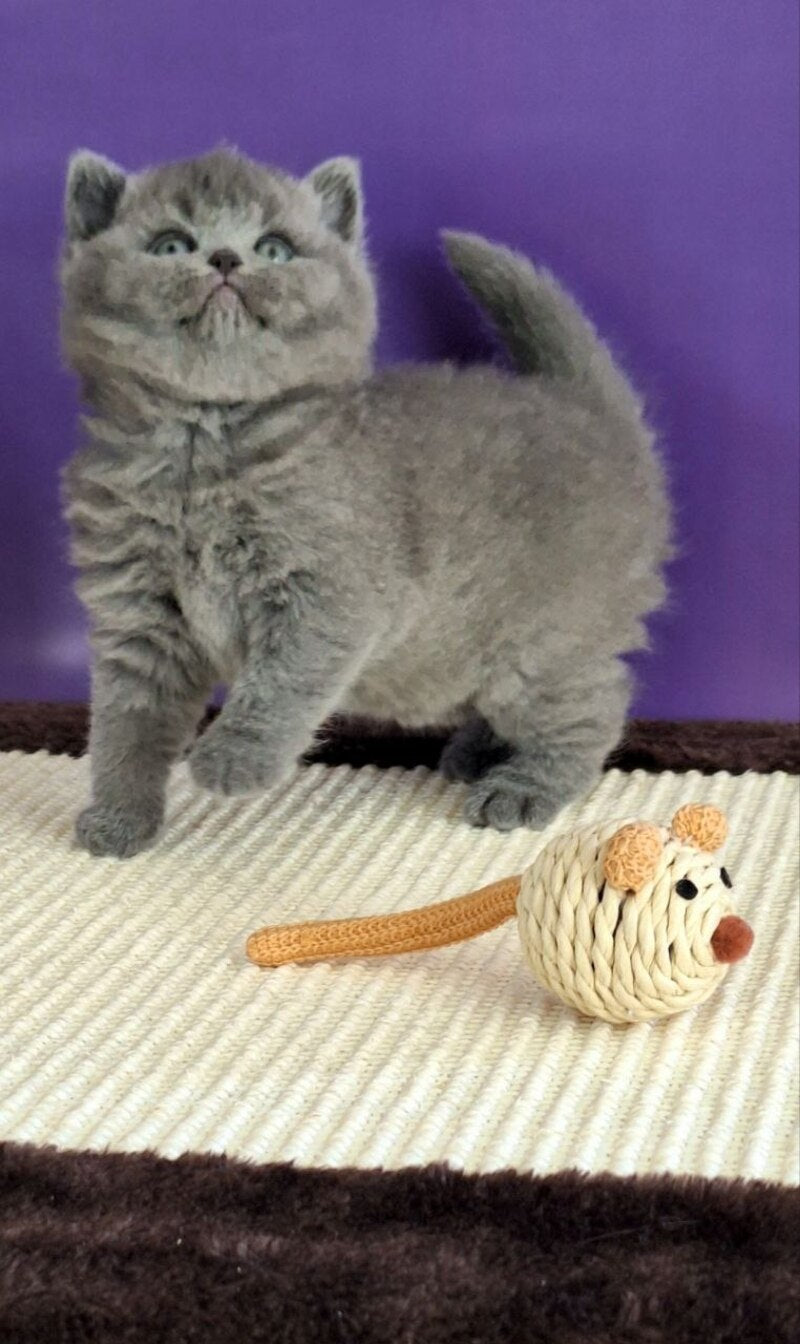 Jeremina British Shorthair female blue - live animals