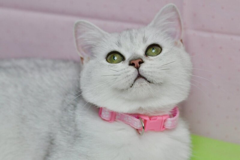 Emily British Shorthair female, black silver shaded