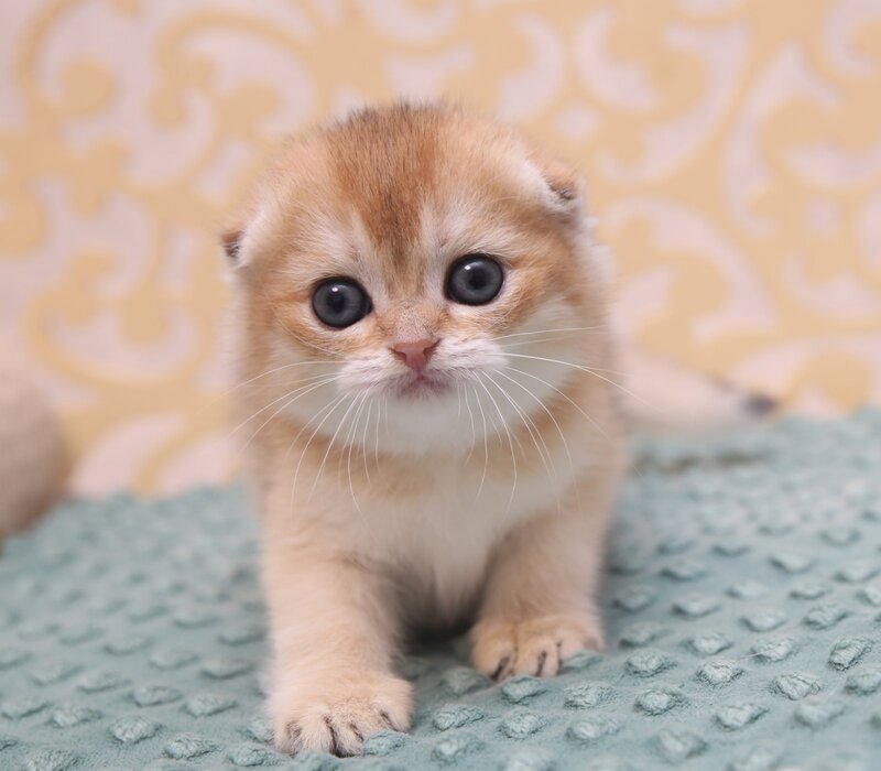 Gabbi Scottish Fold female black golden shaded - live animals