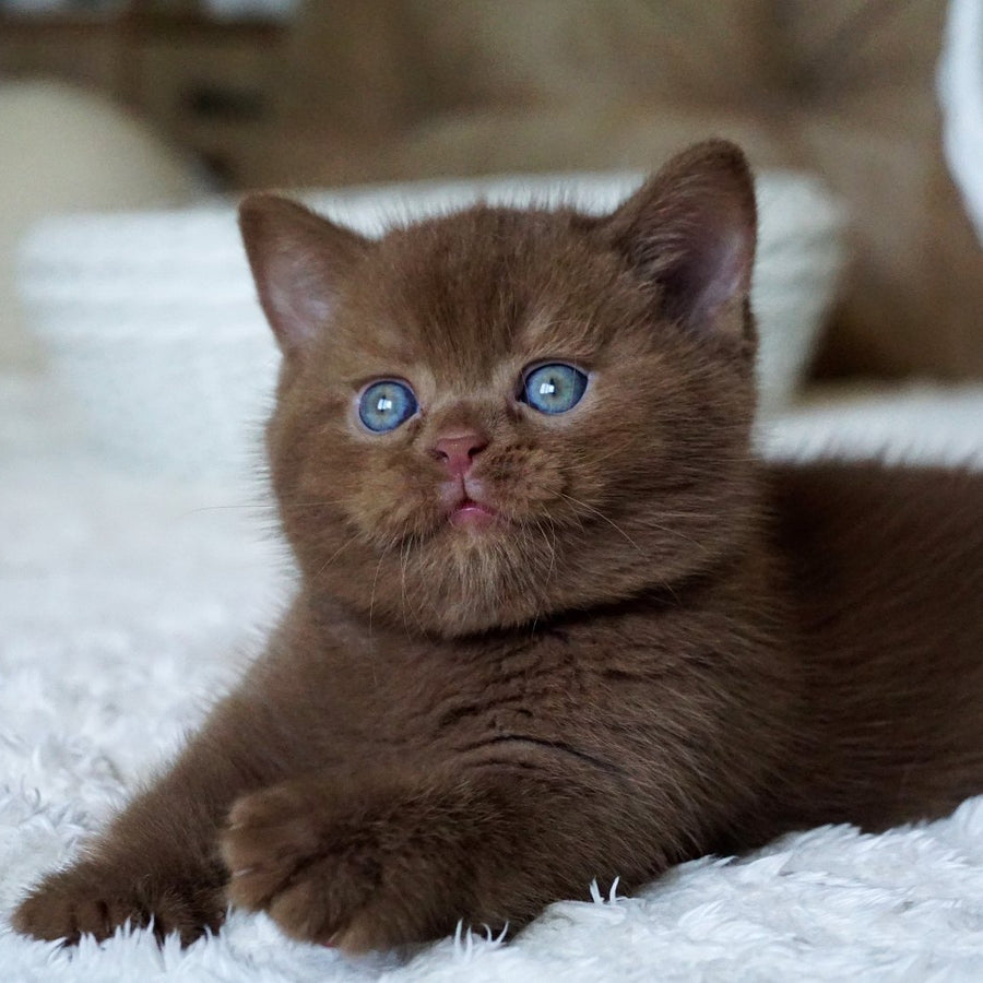 Miki British Shorthair male, cinnamon