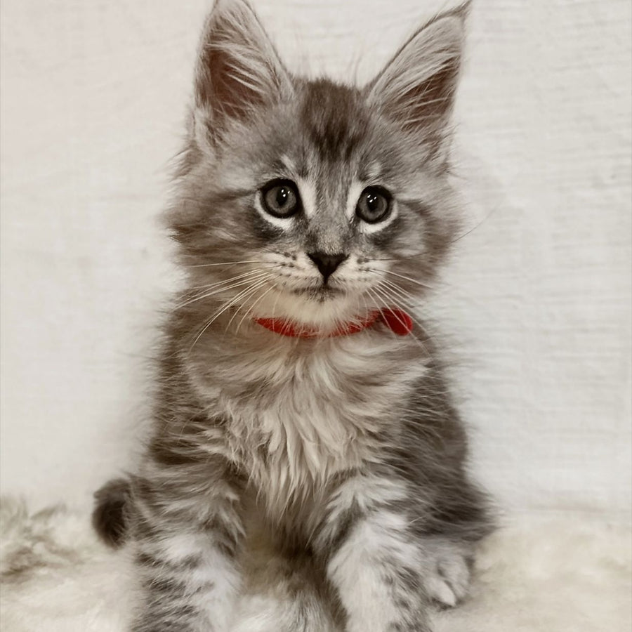 Freya Maine Coon female, black silver tabby